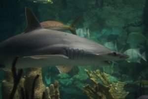 Shedd Aquarium Chicago Illinois Shark